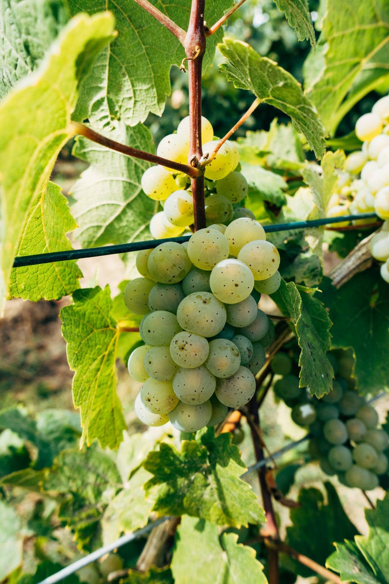 Racimos de uva blanca en viñedos de Arbo, Pontevedra - Enoturismo en Galicia