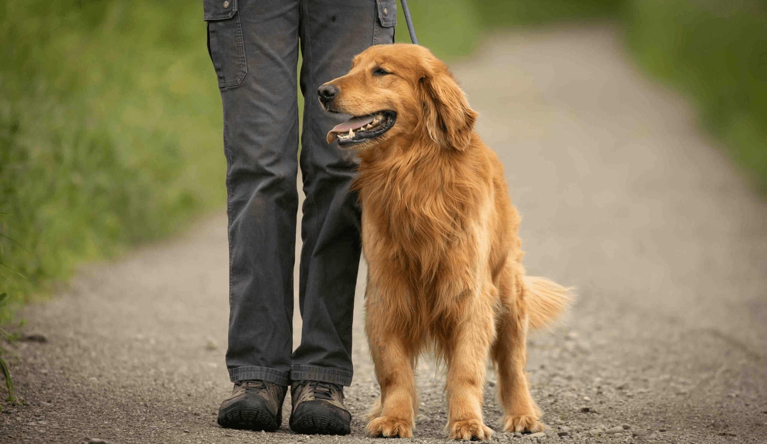 Golden Retriever training and care