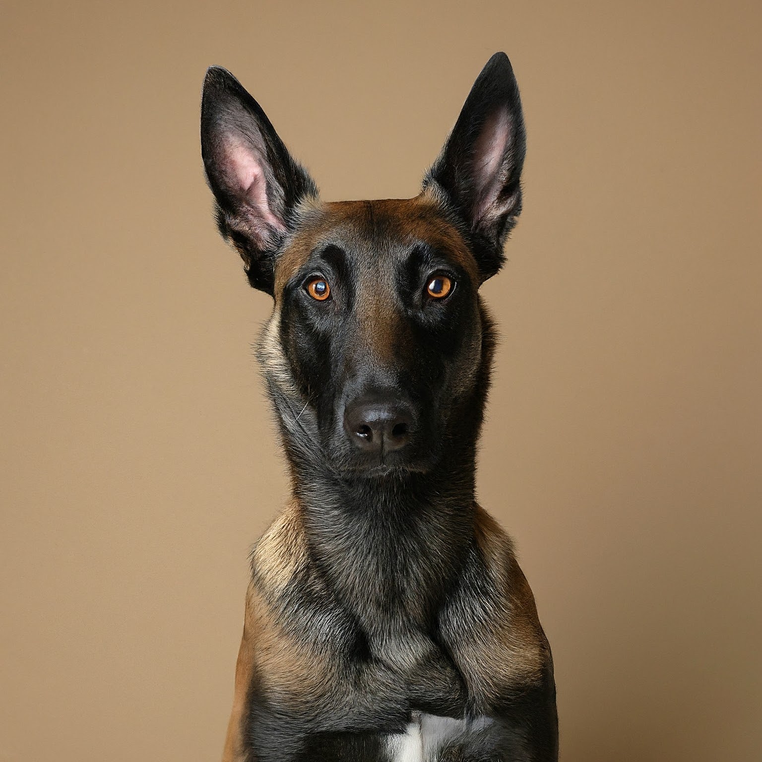 BUDDYUNO, Belgian Malinois