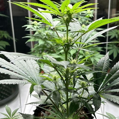 博物馆展出的大麻植物