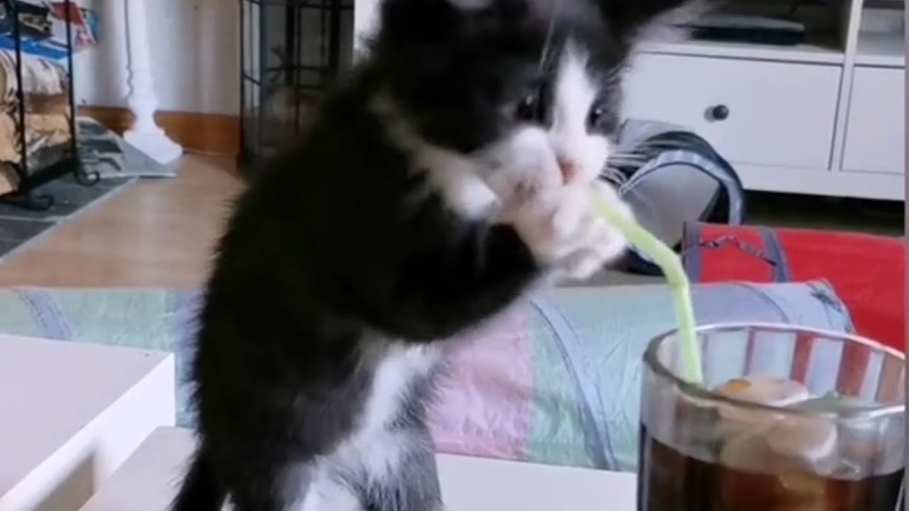 elven girl from nft collection celestials