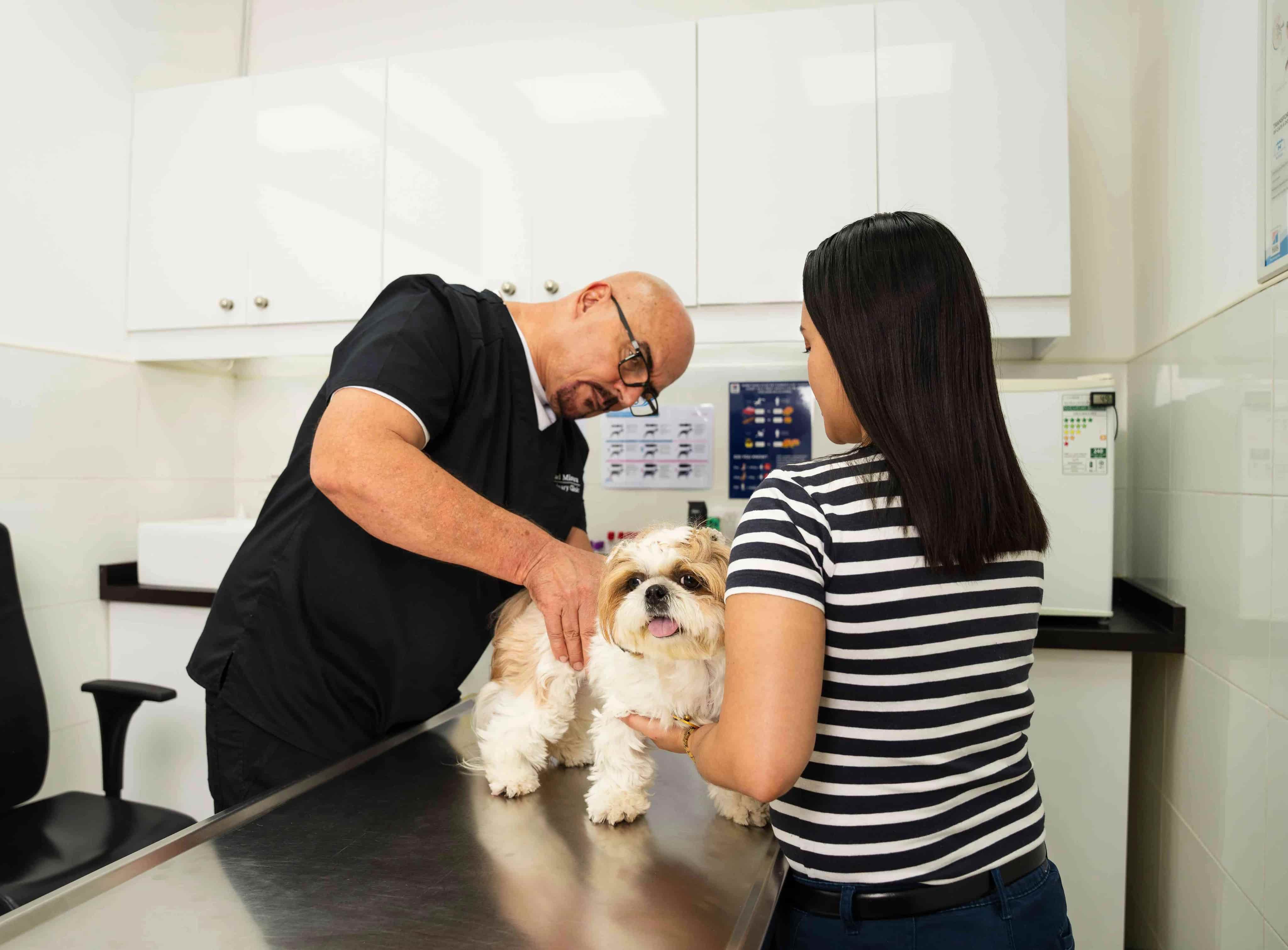 A veterinarian is holding a dog and examining its hind legs.