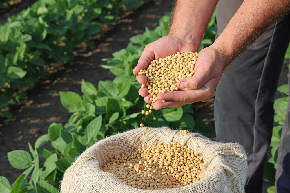 Seeds In Field