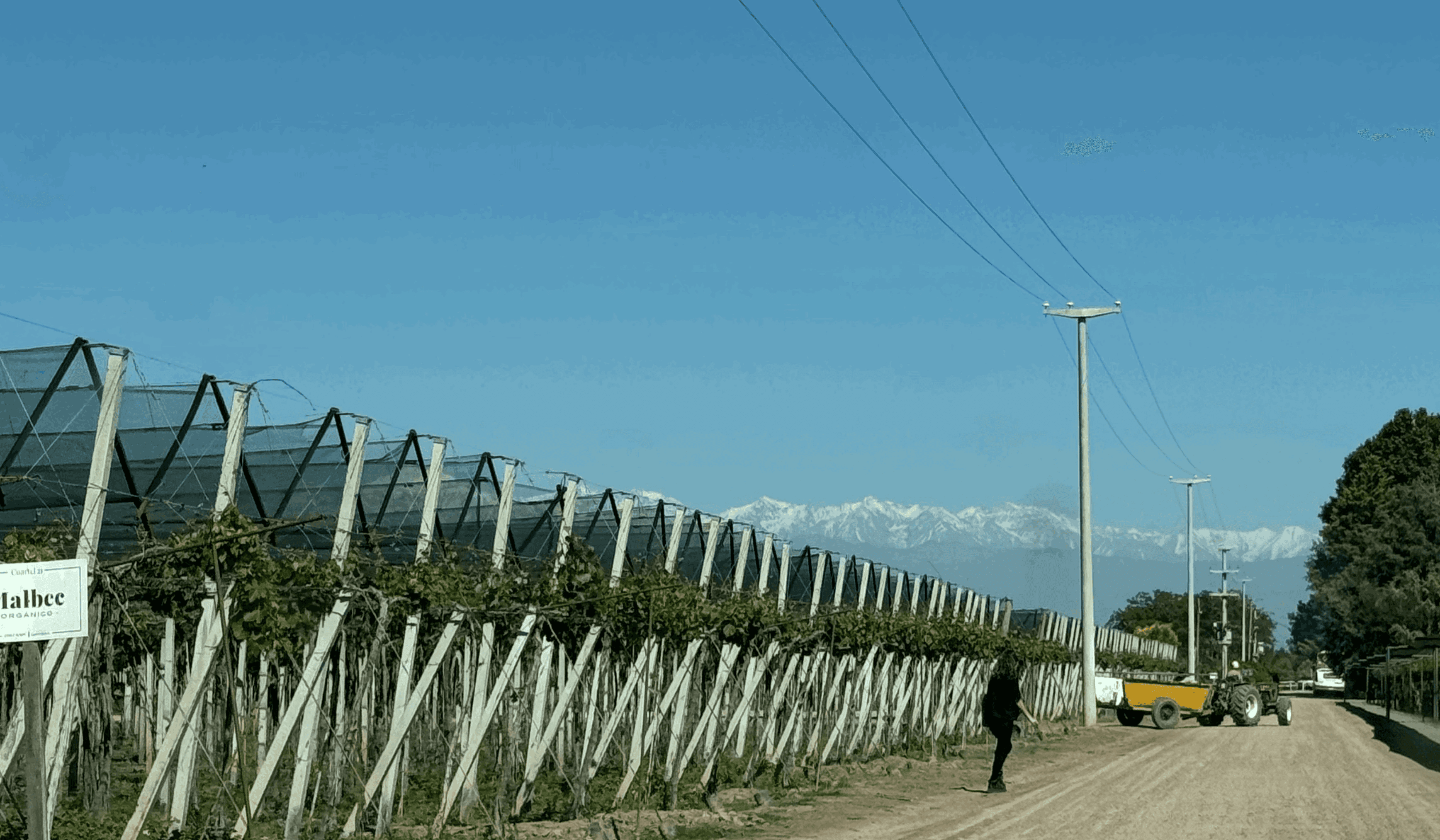 With the majestic Andes as the backdrop, the Santa Julia vineyards are in the Maipú area of Mendoza.
