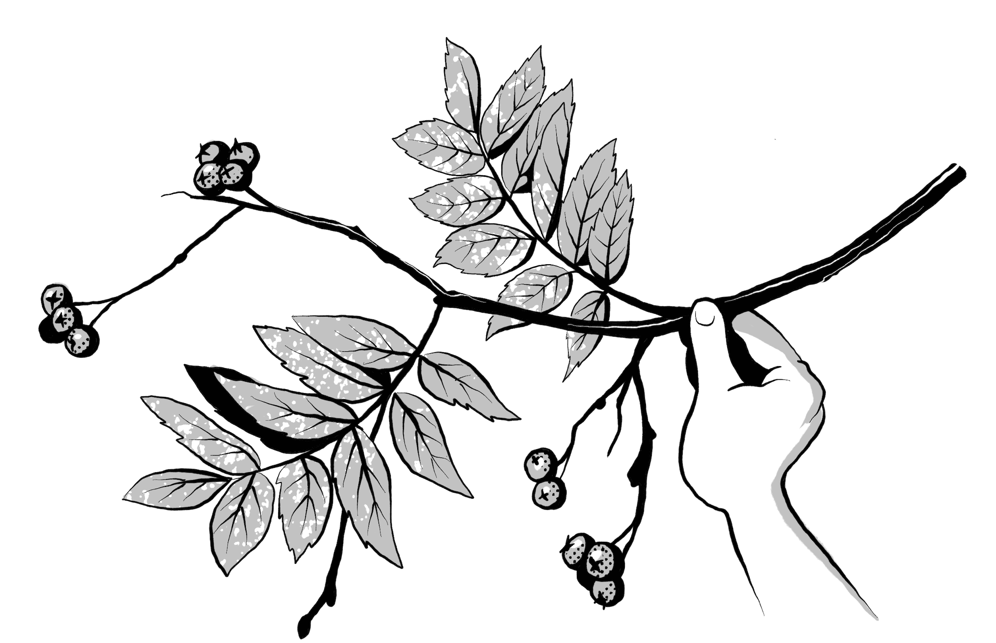 Ein Wald für die 4A Illustration Kern schwarzweiß 2