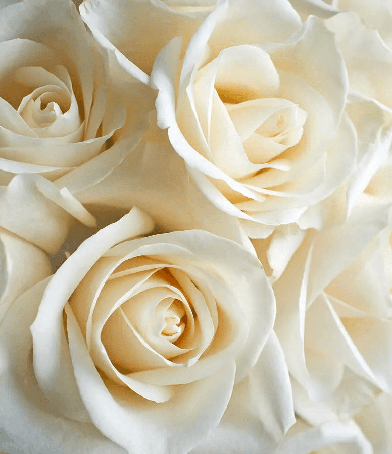 top view of bouquet of white rose