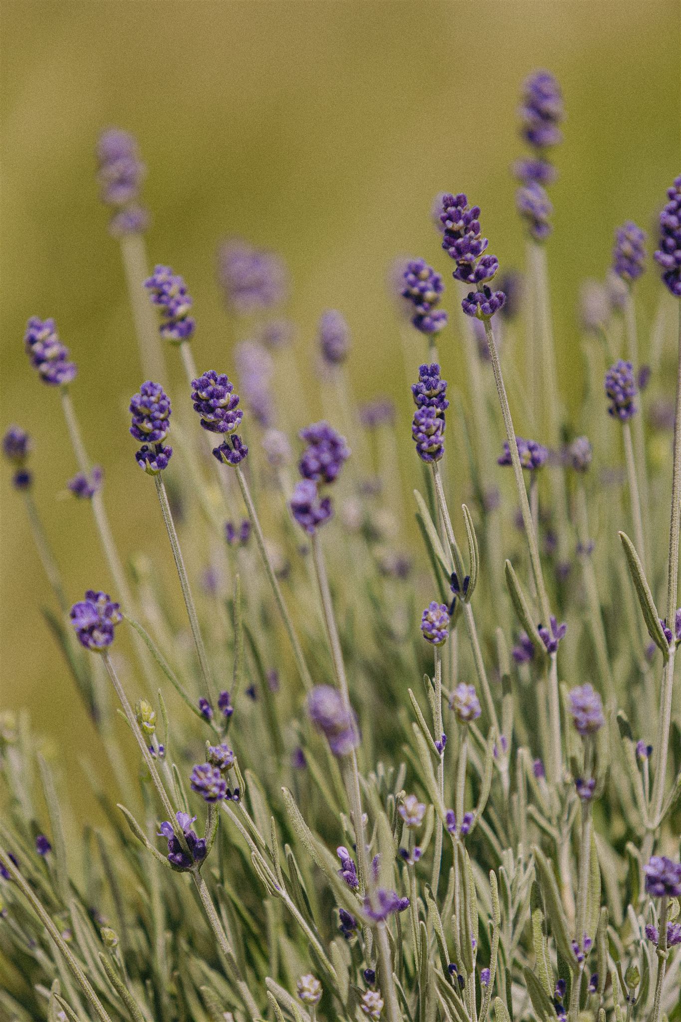 Lavanda Eiviss Garden