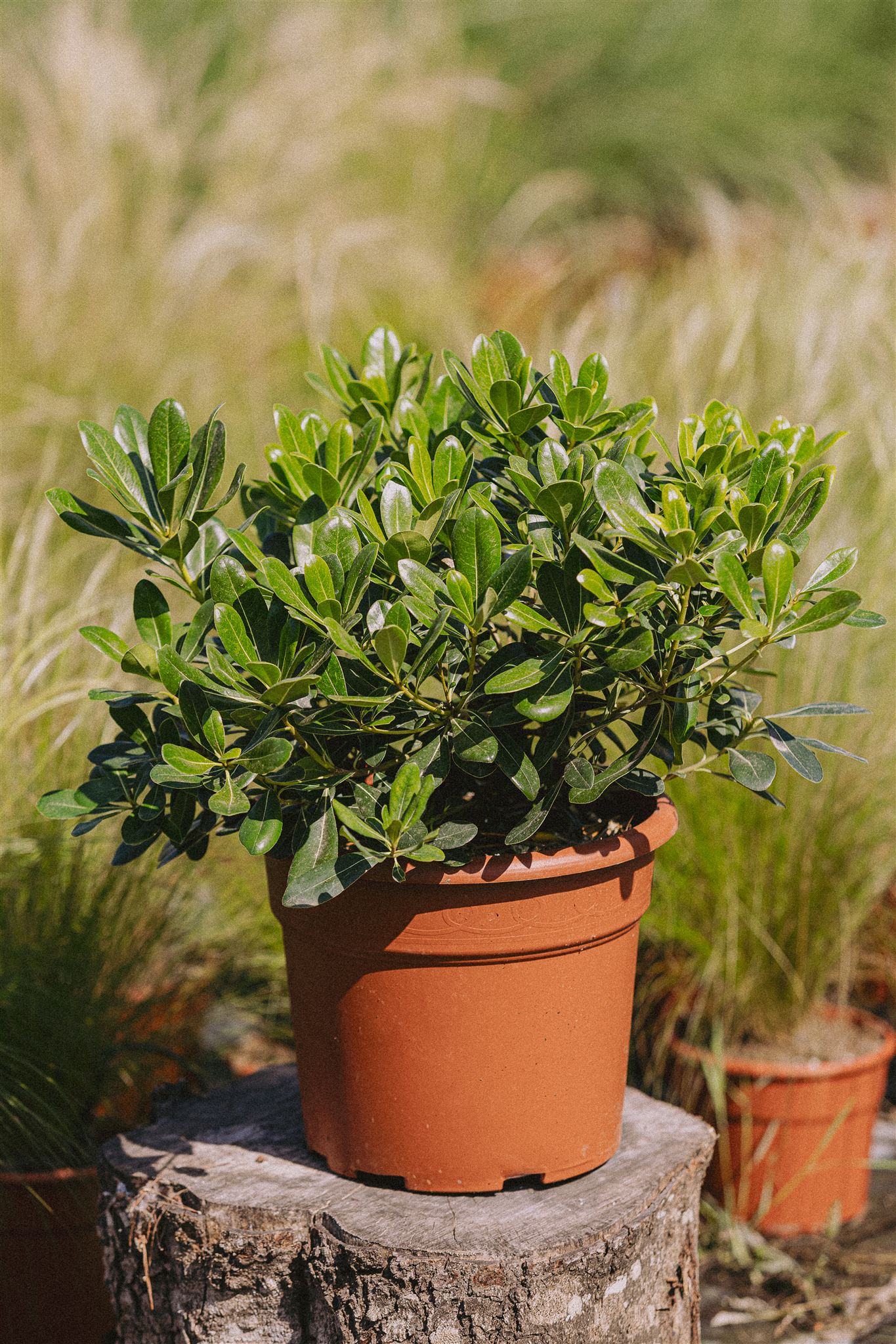 Pittosporum tobira Nana Eiviss Garden