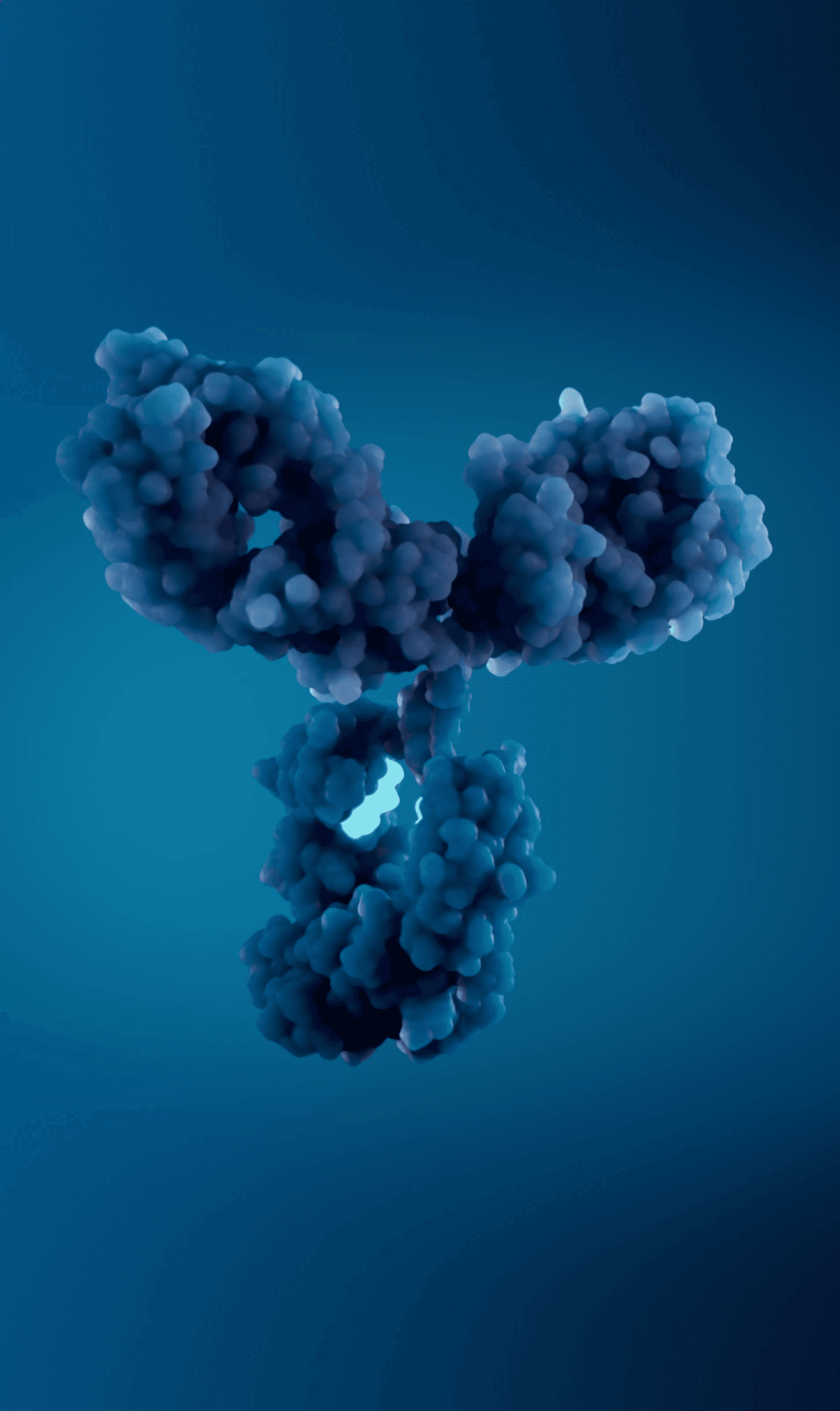Antibody with YTE modification