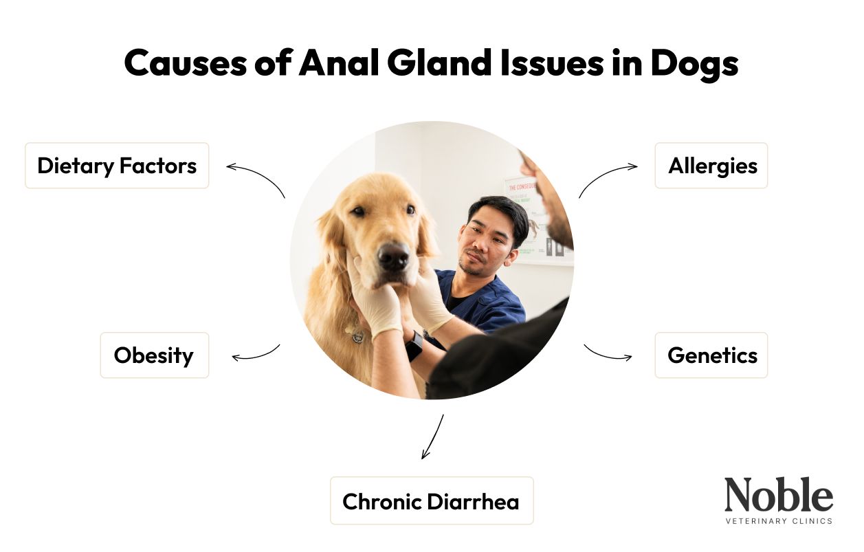 Causes of Anal Gland Issues in Dogs