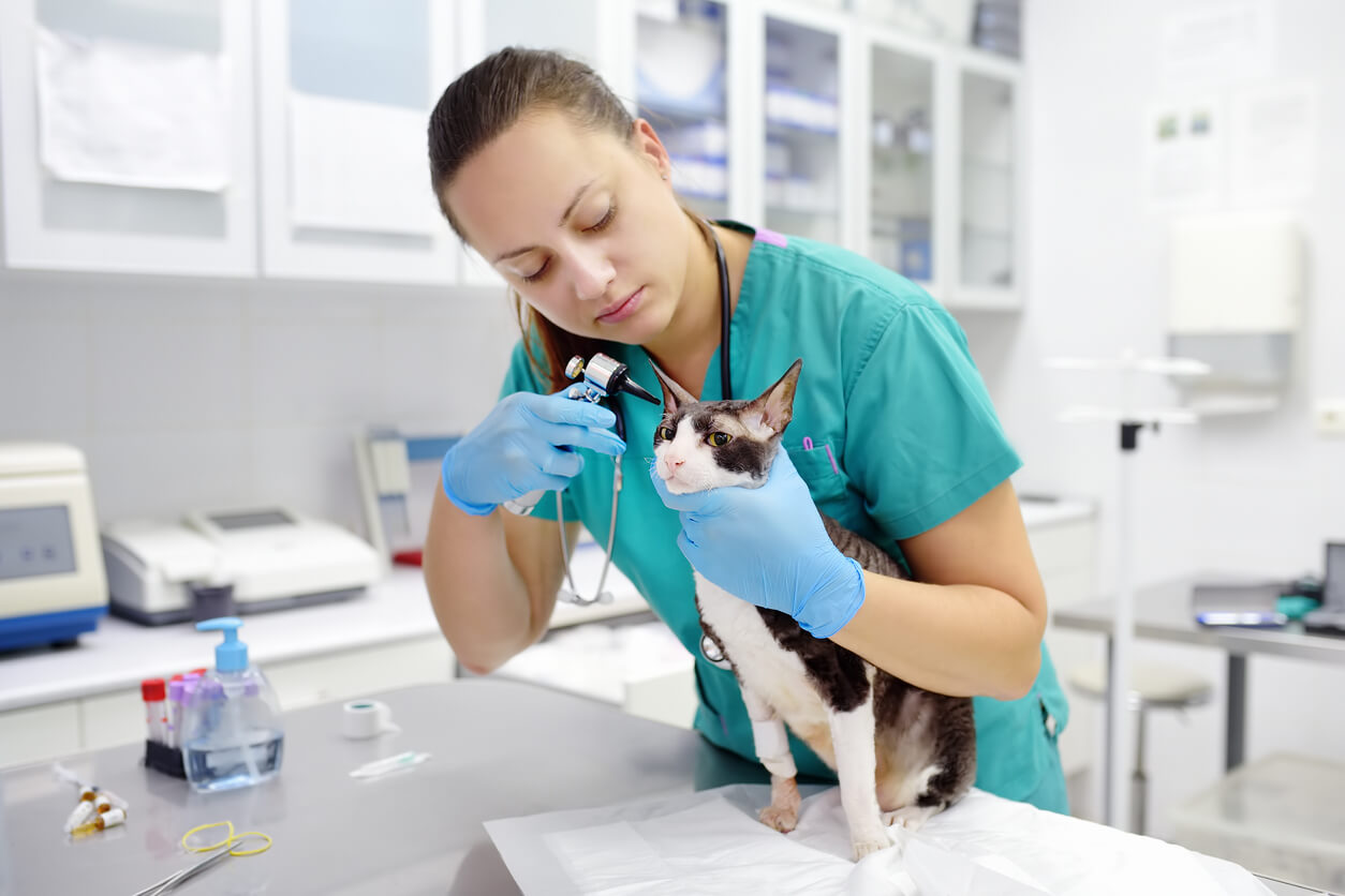 cat being inspected by vet