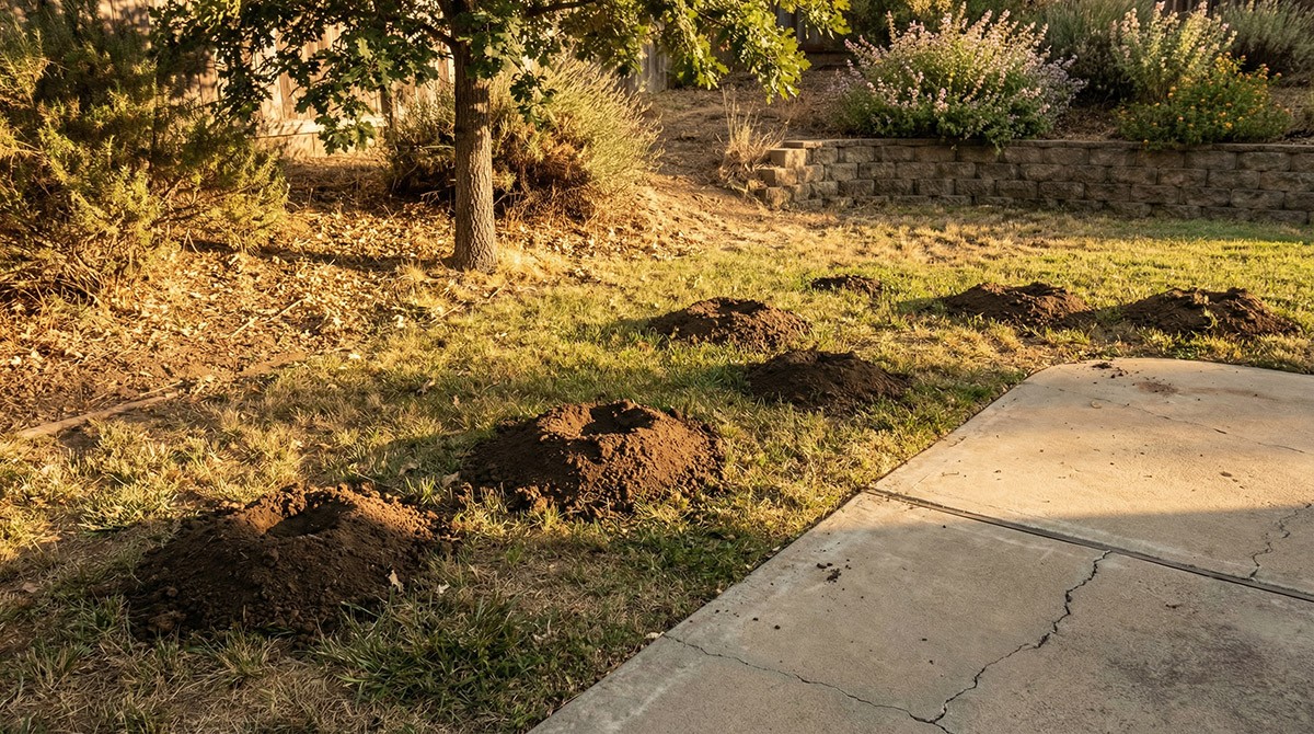 green and white leaf plant