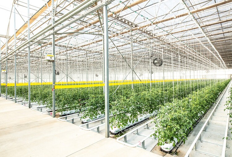 Interior view of Kentucky Fresh Harvest’s advanced greenhouse facility designed for large-scale tomato production