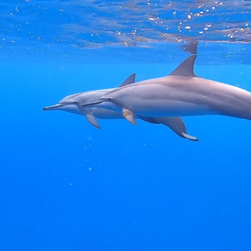 夏威夷欧胡岛近海清澈湛蓝的海水中游动的旋转海豚。