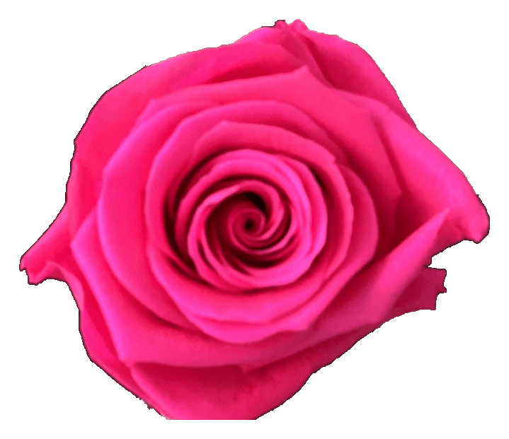 Preserved Magenta rose, original product color.