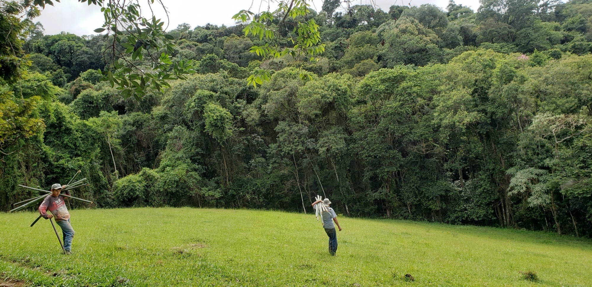Dois homens carregam feixes de estacas de bambu por pasto em direção à mata no Sítio Estrela