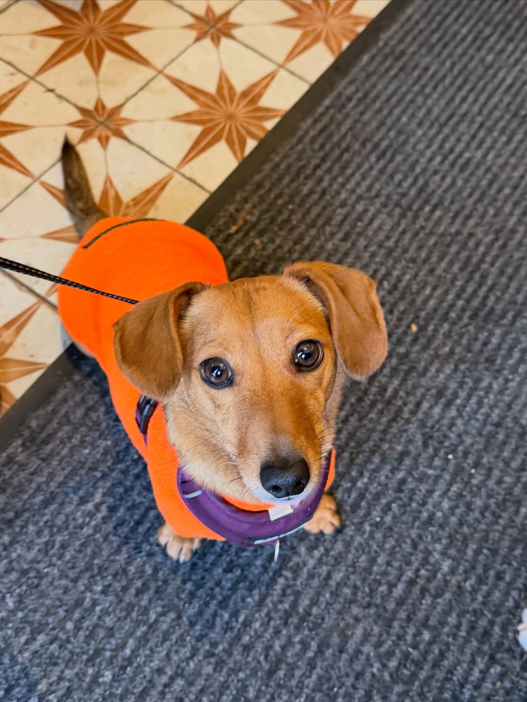 Image of dog in coffee shop.