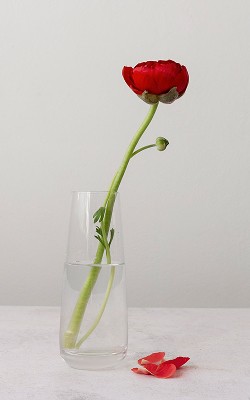 Minimalistic red flower on vase
