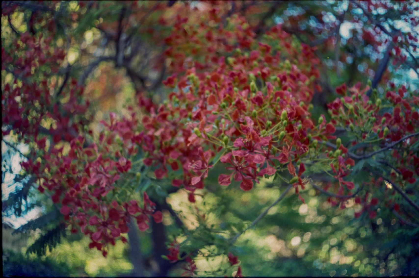 Pink Blossoms Overhead