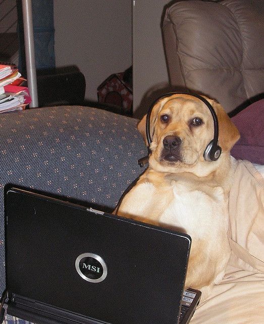 Dog wearing a headset sitting behind an open MSI laptop