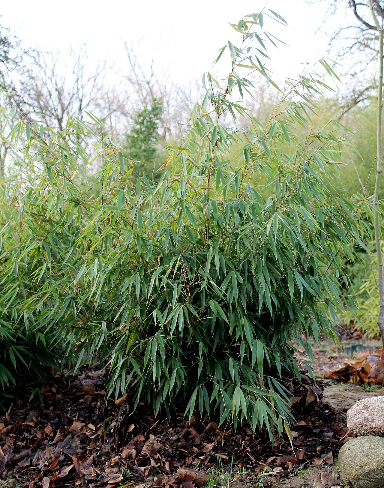 Fargesia robusta « Pingwu » : un cultivar de l’espèce présentée. Son gabarit peut différer des repères de l’espèce. Fargesia robusta.