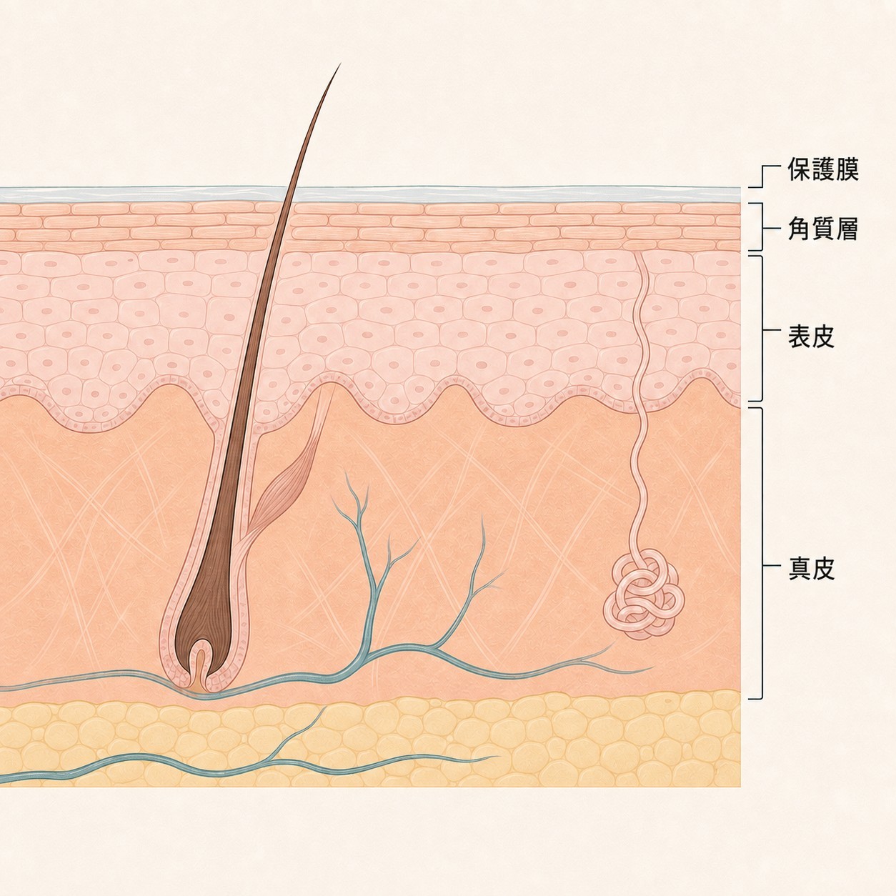 肌の一番外側の角質層と薄い保護膜