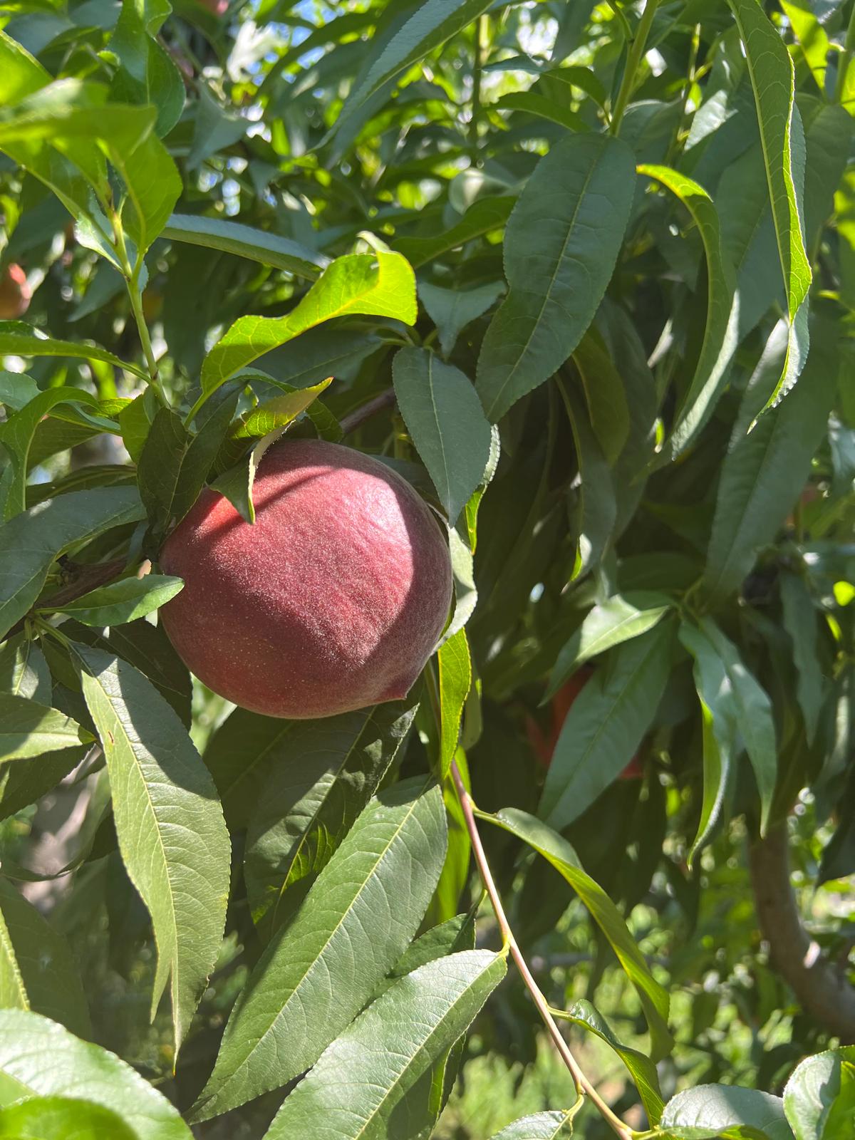 Juicy red peaches, European export standards.