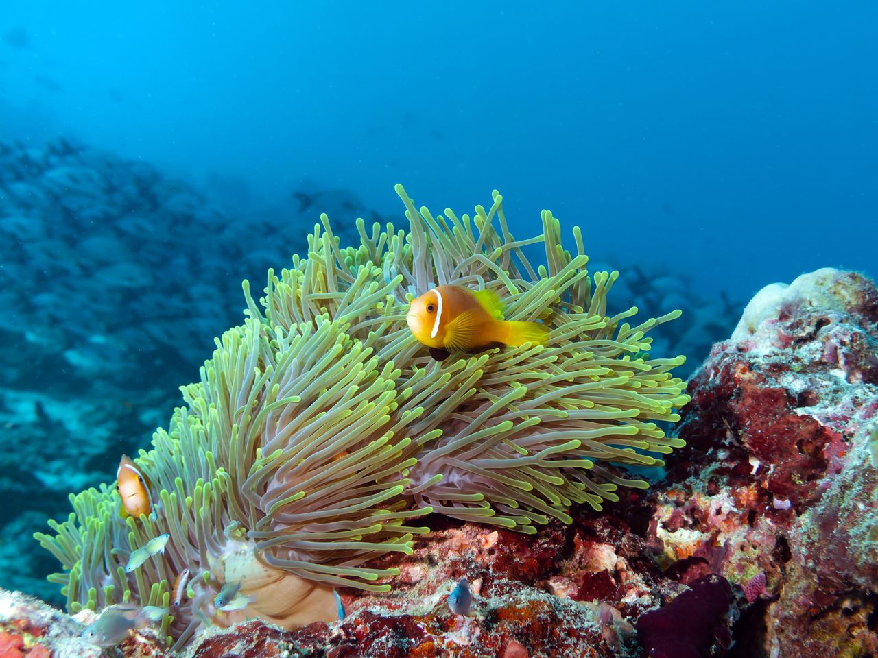 Coral Regeneration Programme 2024