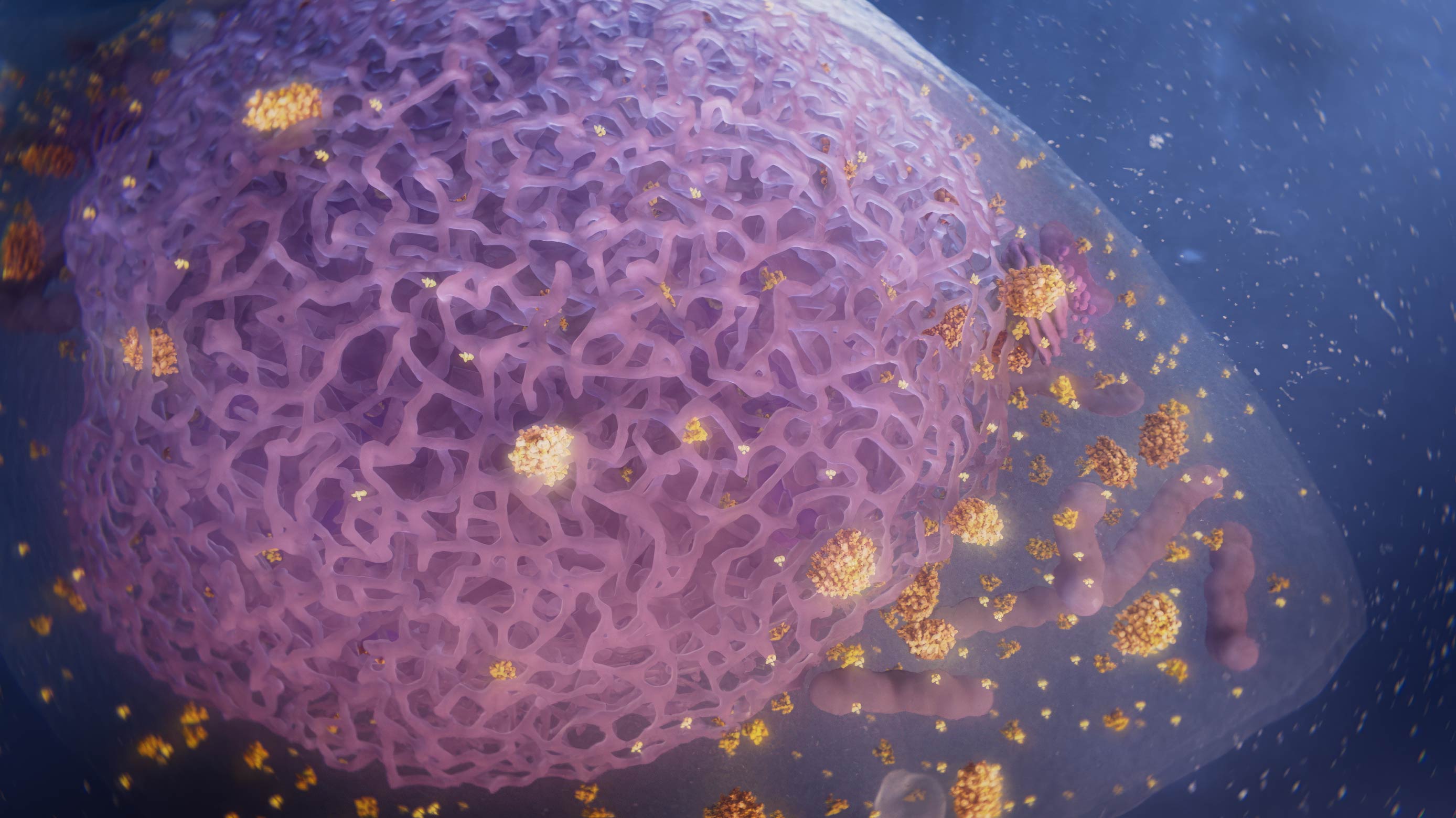 3D render of a transparent human cell with condensates inside