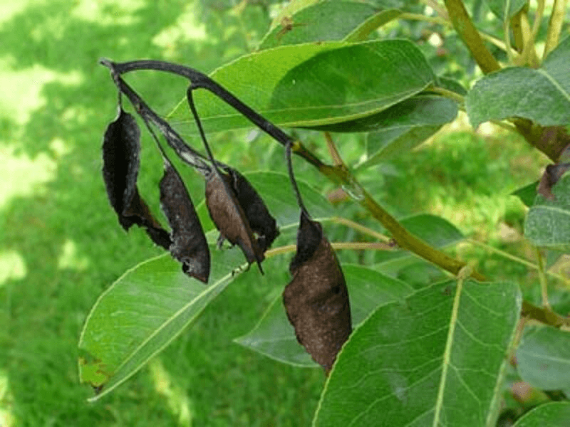feu bactérien maladie arbre