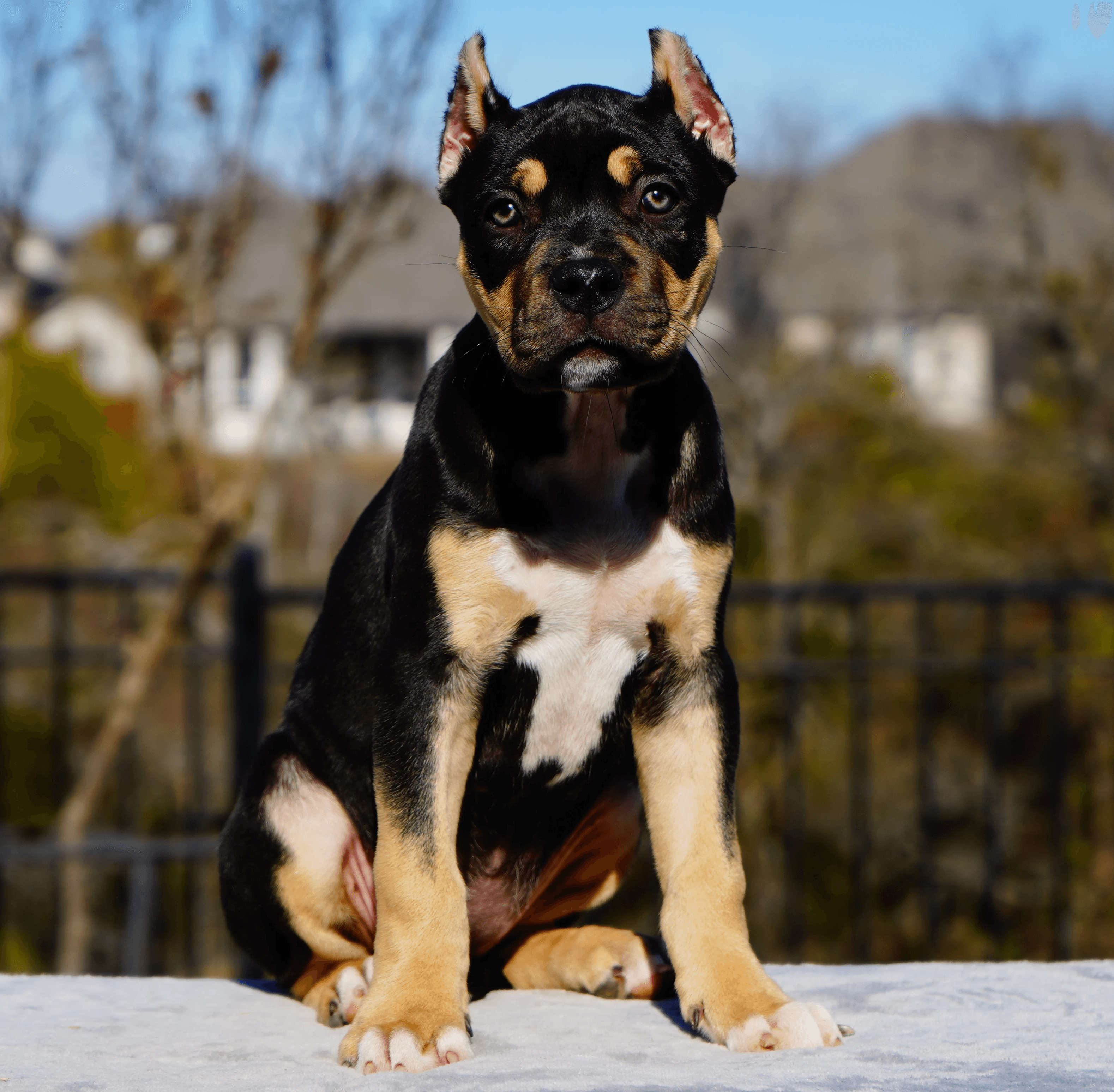 Big Dawg Bullies American Bully for sale - Black Tri Female 