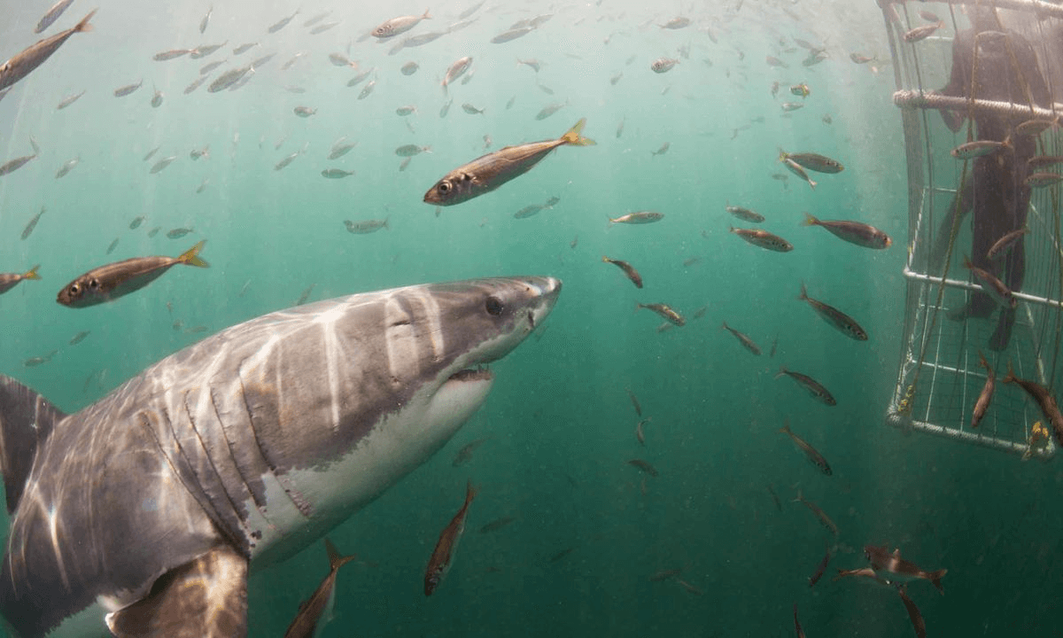 sharks in water 