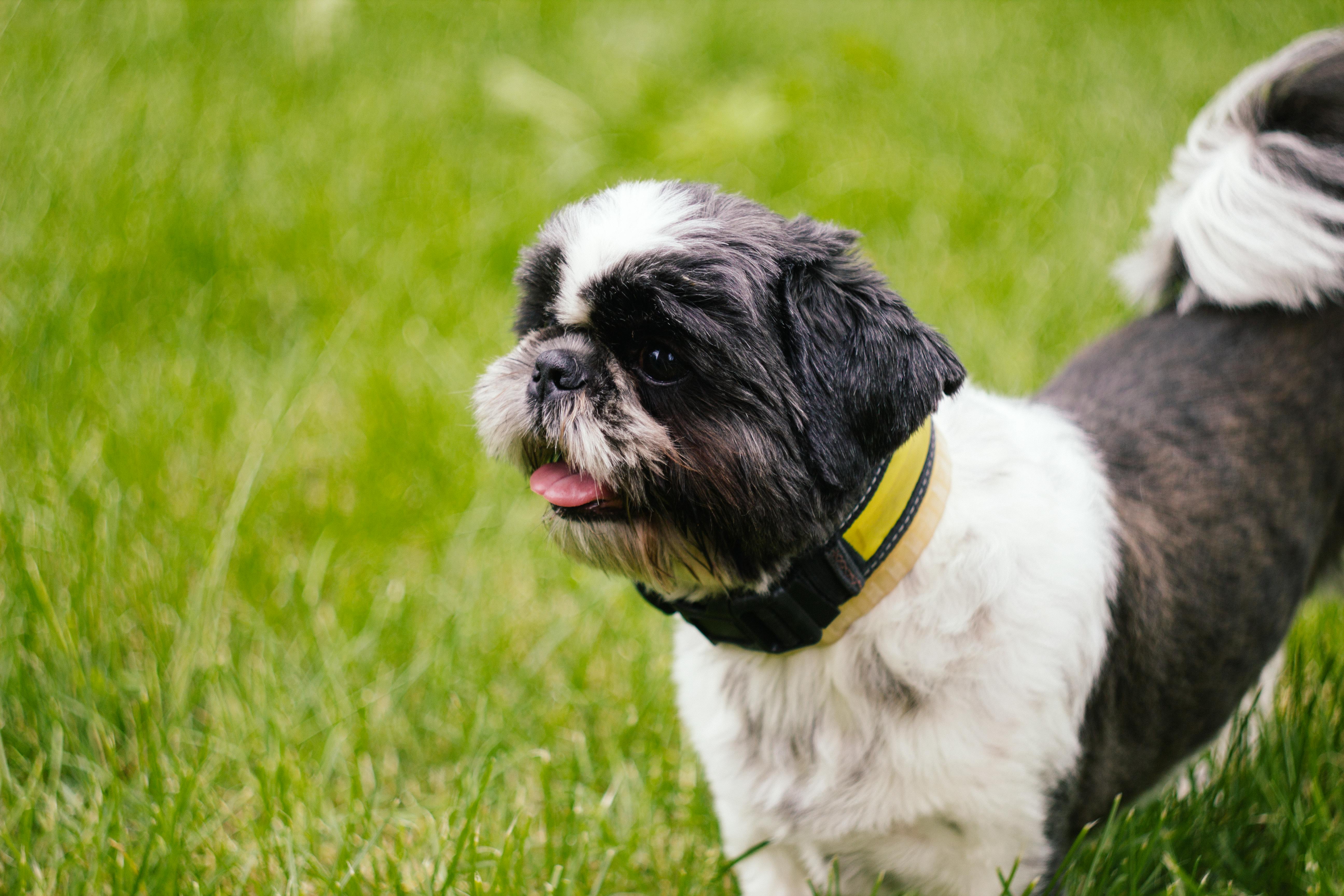 Shih Tzu personality