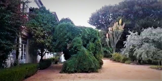 Alameda de terra batida ladeada por arbustos podados e árvores no Jardim Botânico da Ajuda, em Portugal