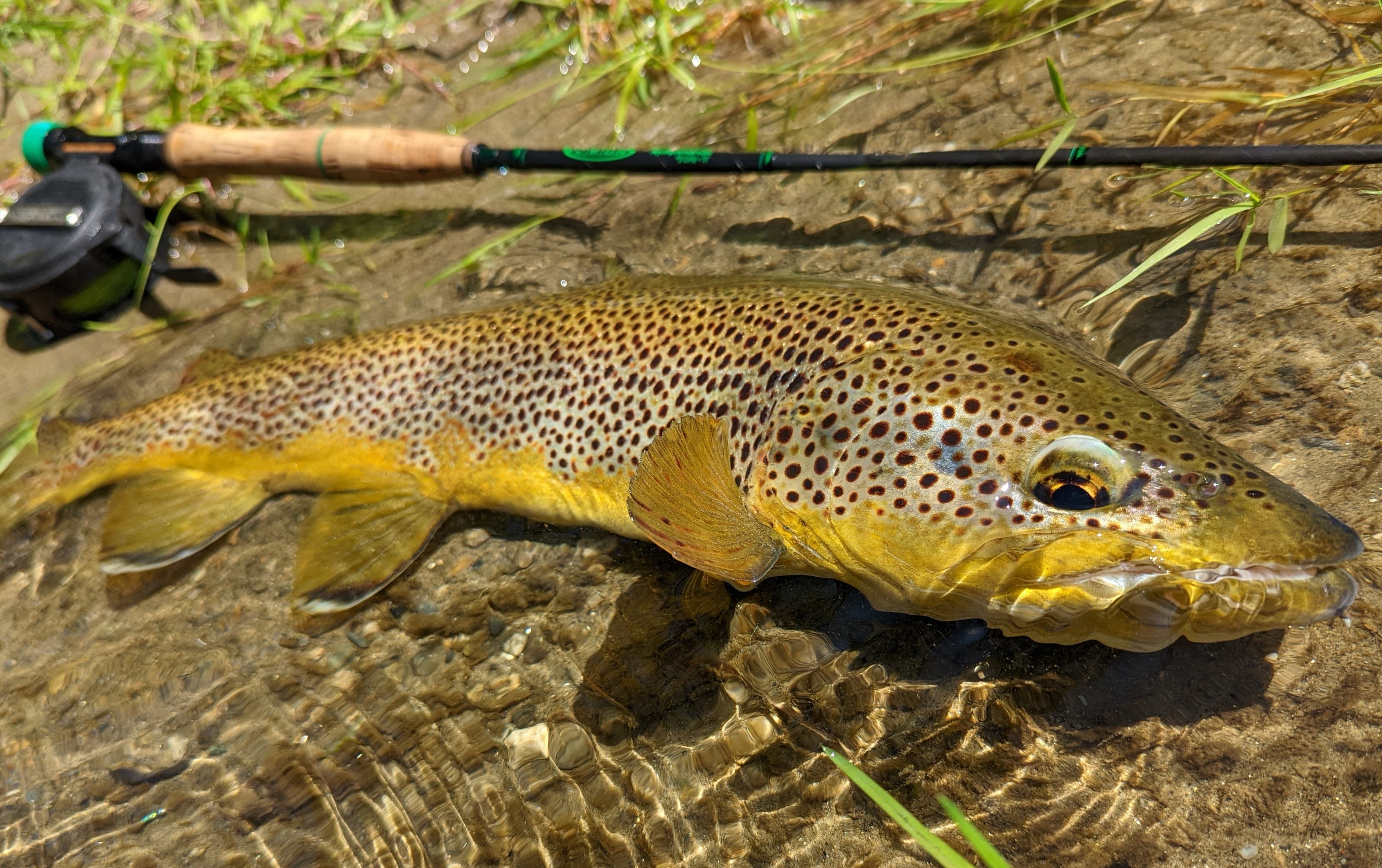 Book your fly fishing trip on the Tiber River in Tuscany, central Italy. Catch trout in stunning waters and enjoy local gourmet food and wine. Learn advanced fishing techniques from expert guides. Ideal for a fishing and culinary adventure.