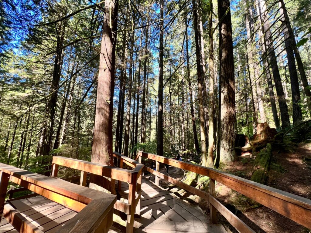 The tall trees of the Lynn Canyon park