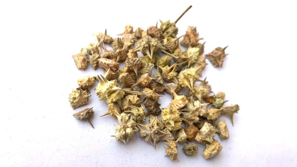 Tribulus Terrestris