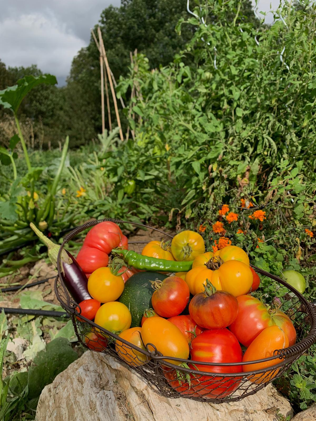 Panier de tomates, aubergine et autres légumes dans le potager