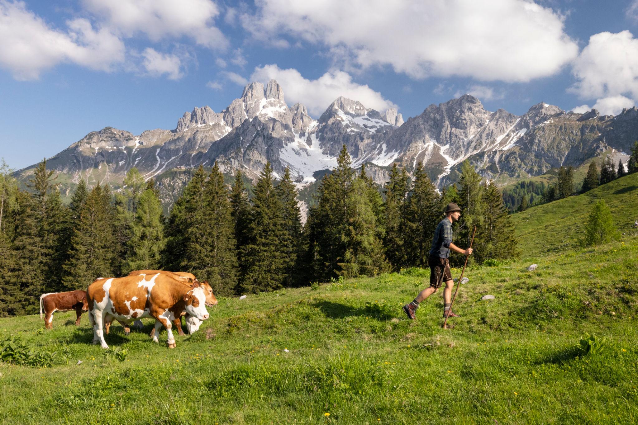 Bauer geht an Kühen vorbei, um die vermisste Kuh zu suchen.