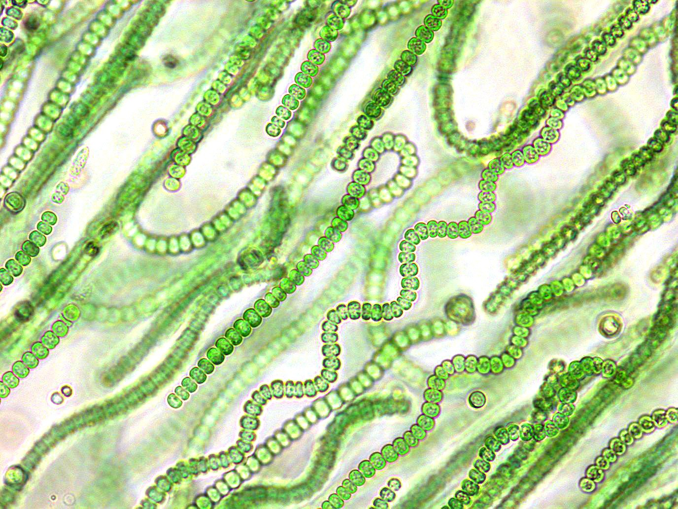 chains of microalgae for biofuels under a microscope