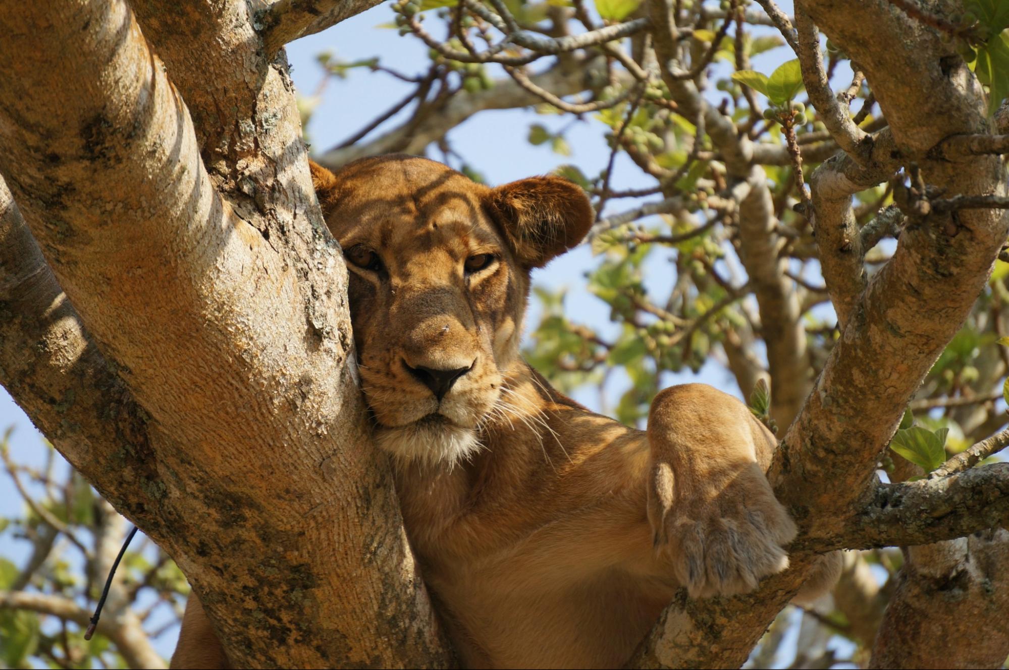 Lion laying on tree in the wild of Lake Manyara