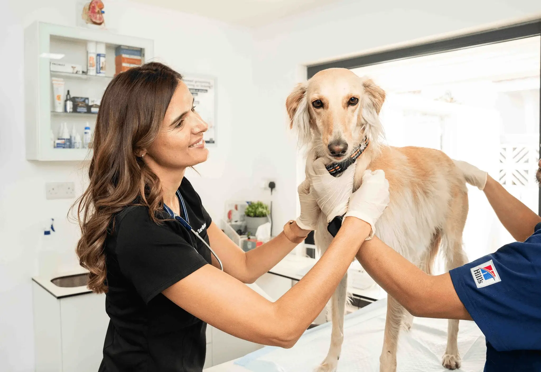 Dr. Mafalda Sardinha and a colleague gently examine a dog on an examination table at Noble Veterinary Clinic.