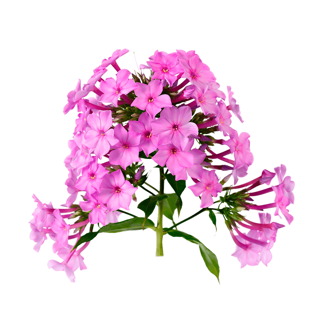 flores-phlox-drummond