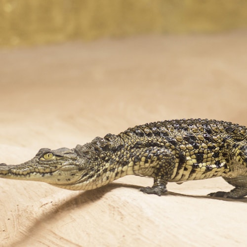 En liten krokodil med grov, mönstrad hud står på en sandig yta mot en suddig gulaktig bakgrund.