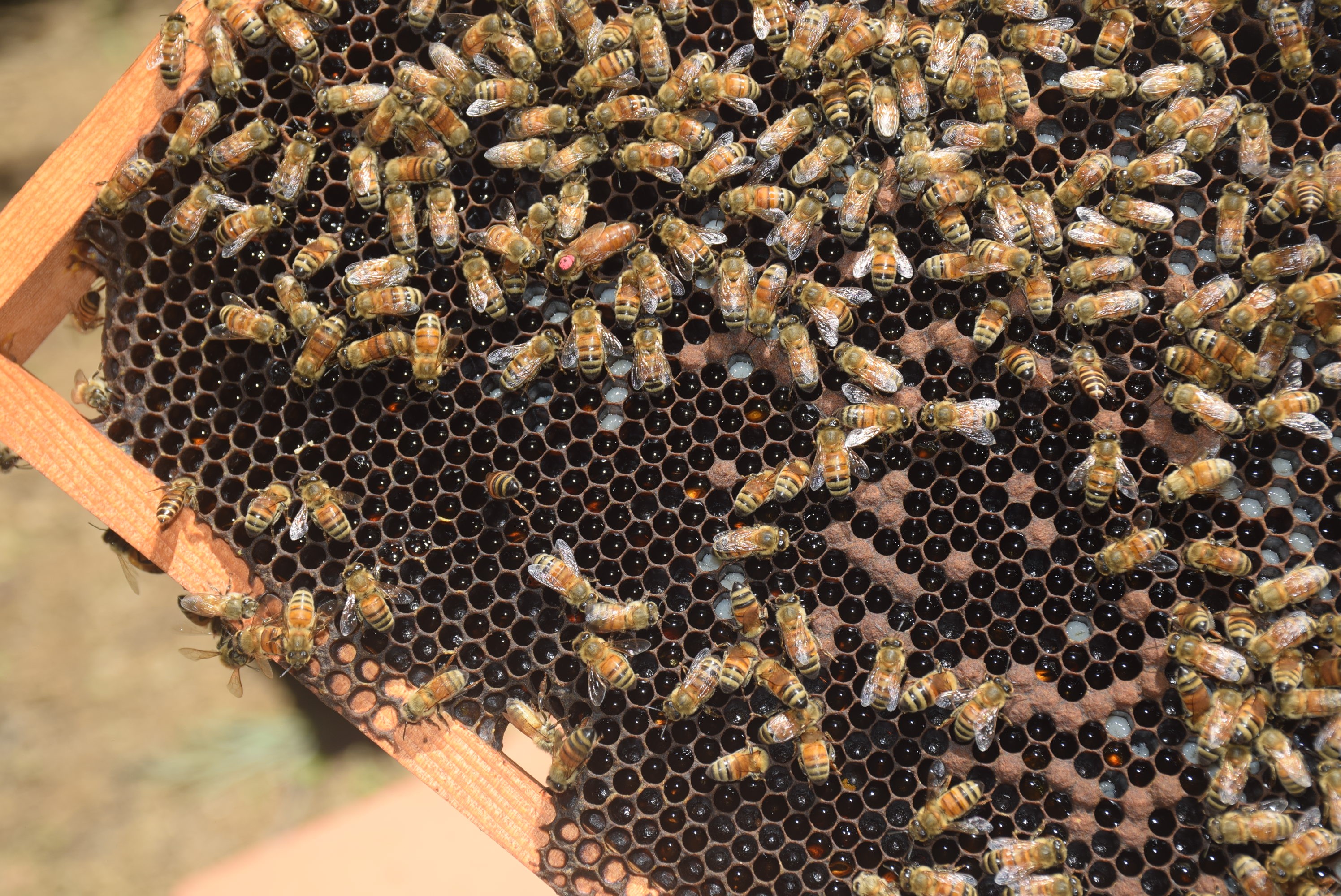 蜂蜜、蜂王與蜂巢片