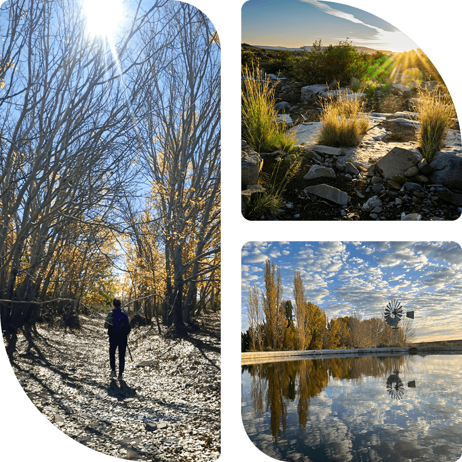Person walking in nature between treest with the sun up above