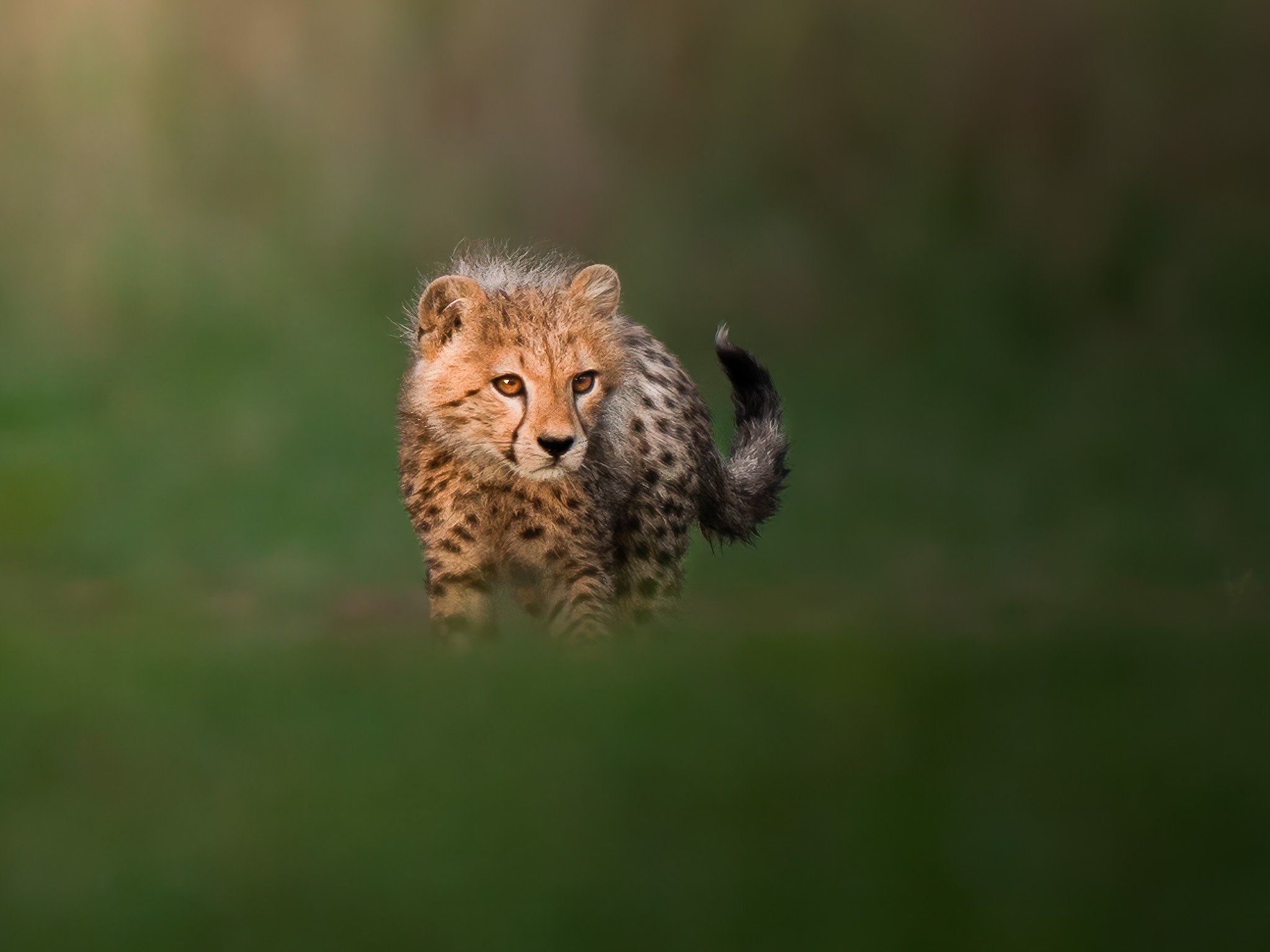 Maasai Mara wildlife — portrait