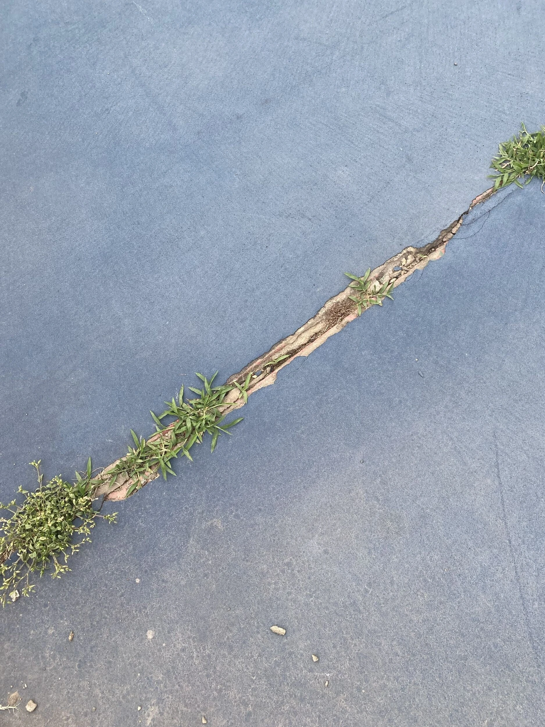 Close-up of weeds growing through a wide seam crack in concrete court surface at Bell Park in Greenwood, AR