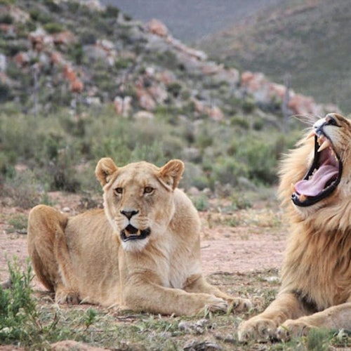 開普敦：日落阿基拉野生動物園之旅與品酒票在開普敦