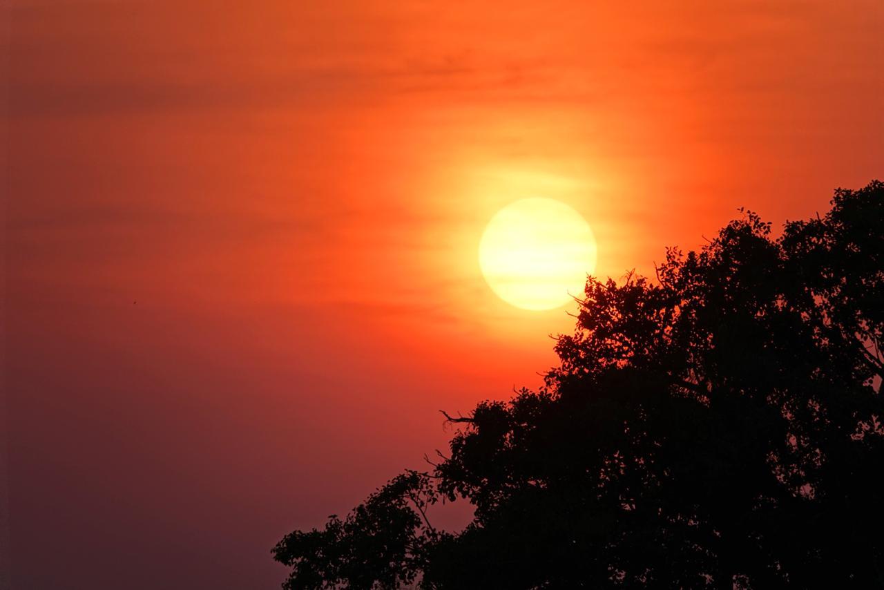 The setting sun paints the sky over the Pantanal in deep orange hues, with the silhouette of a tree in the foreground.